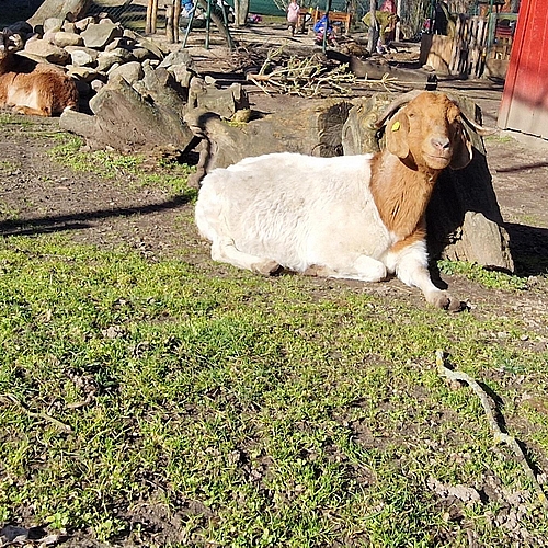 Schnucki und Friedel genießen die Sonne. 